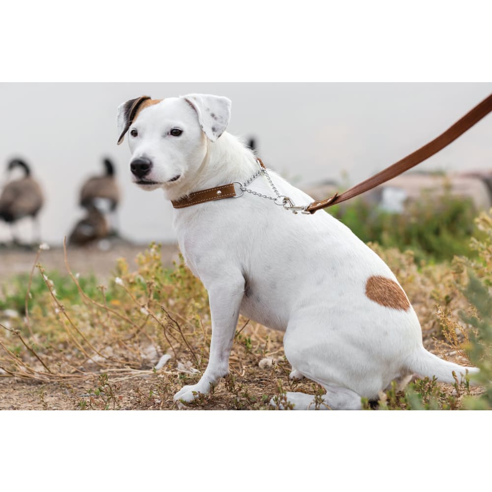 Martingale Earth Brown Leather Dog Collar - Dog Collars