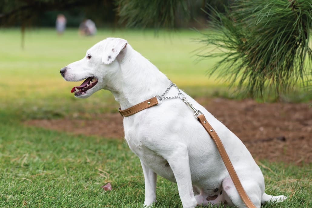 Martingale Khaki Leather Dog Collar - Dog Collars - Euro