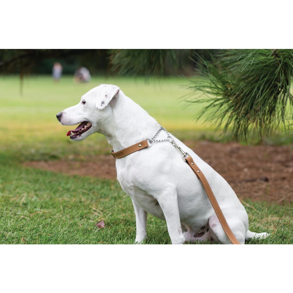 Martingale Khaki Leather Dog Collar - Dog Collars - Euro