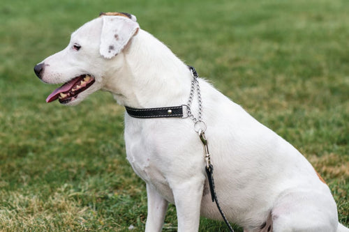 Martingale Midnight Black Leather Dog Collar - Dog Collars