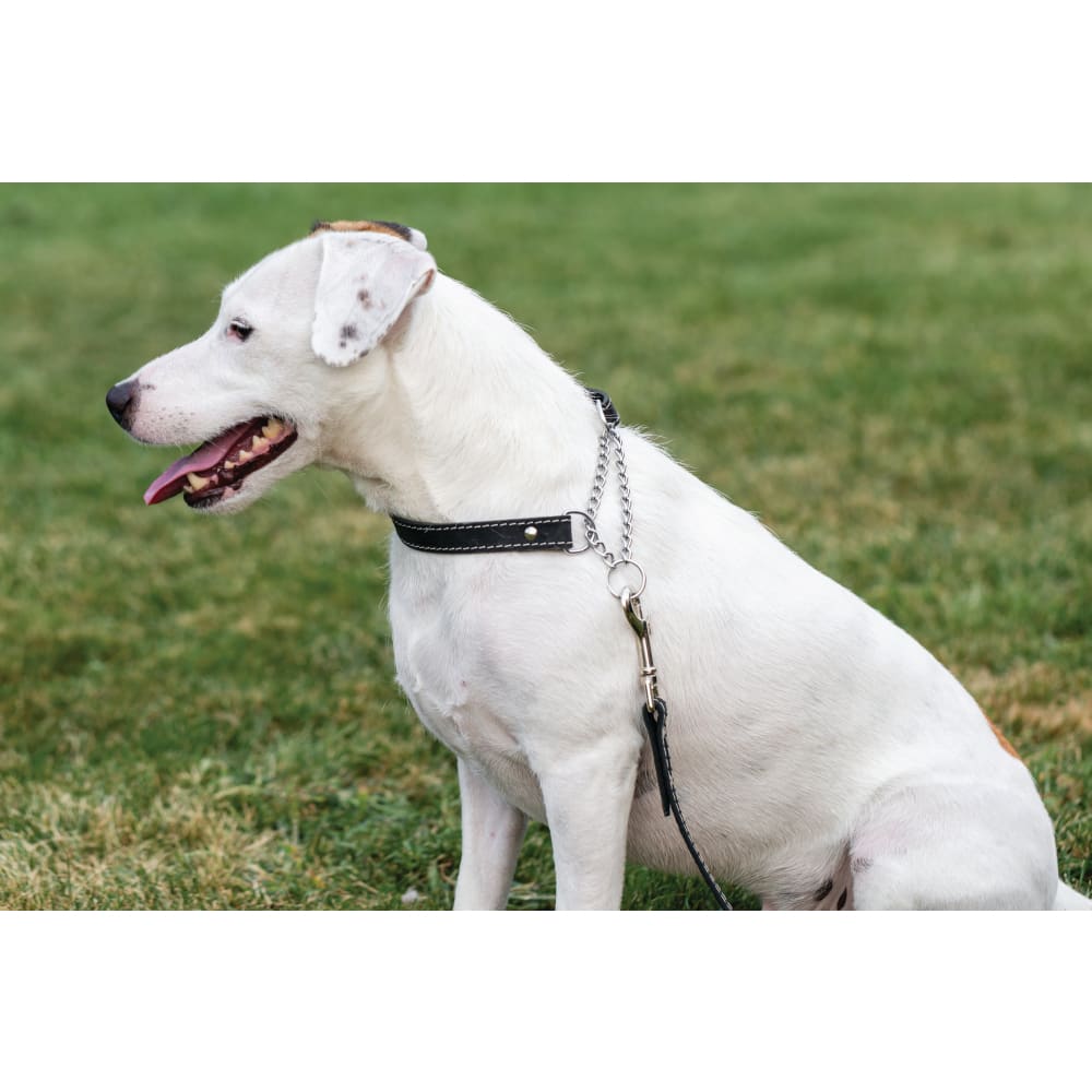 Martingale Midnight Black Leather Dog Collar - Dog Collars