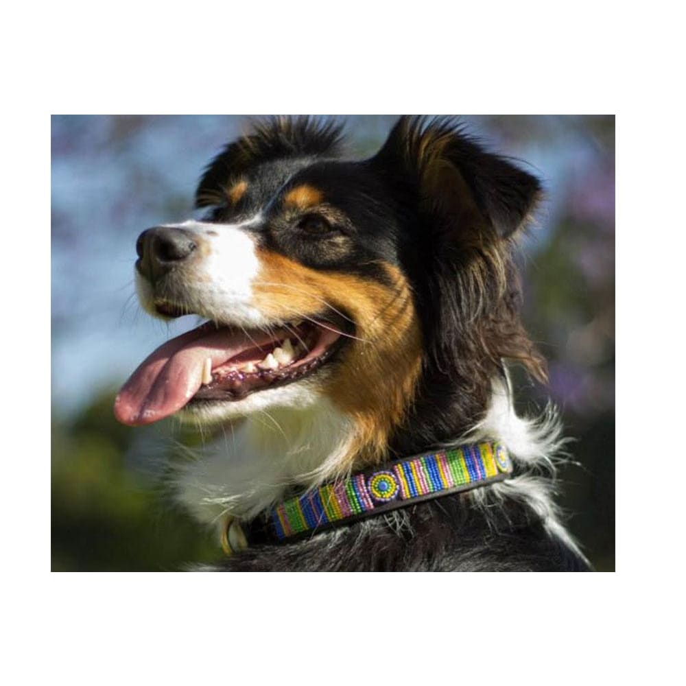 Meadow Beaded Dog Collar - Dog Collars - Maasai