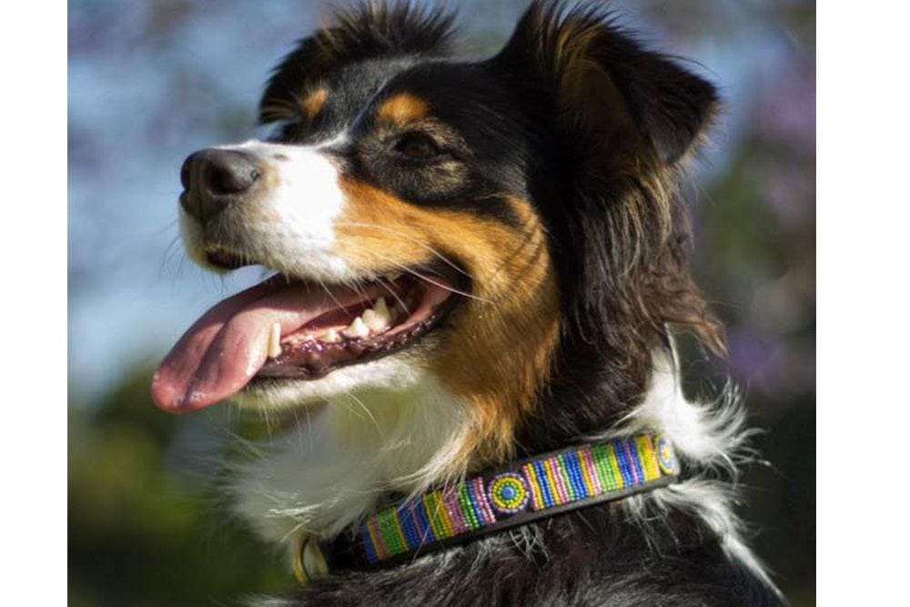 Meadow Beaded Dog Collar