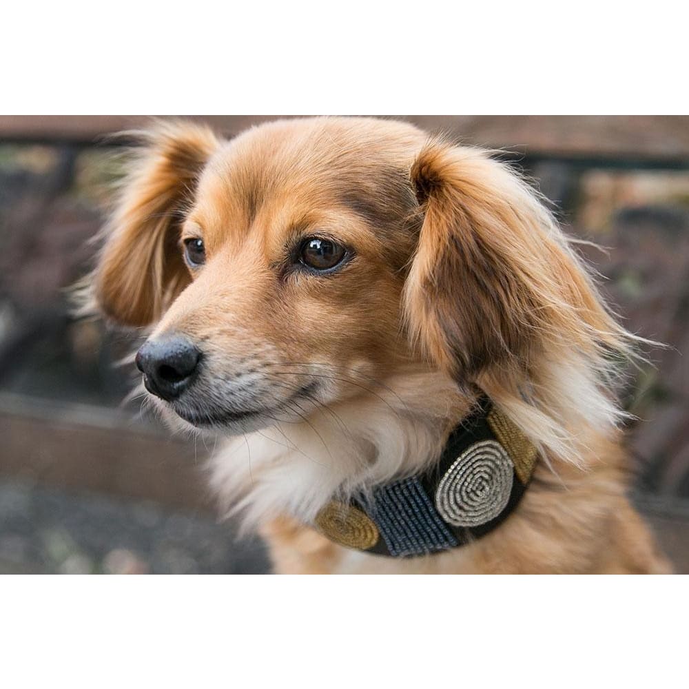 Metallic Circle of Life Beaded Dog Collar - Dog Collars