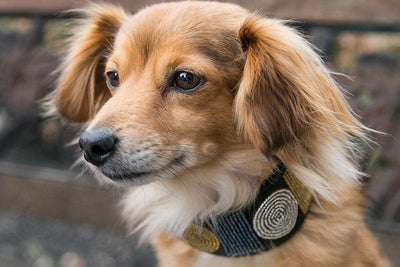 Metallic Circle of Life Beaded Dog Collar