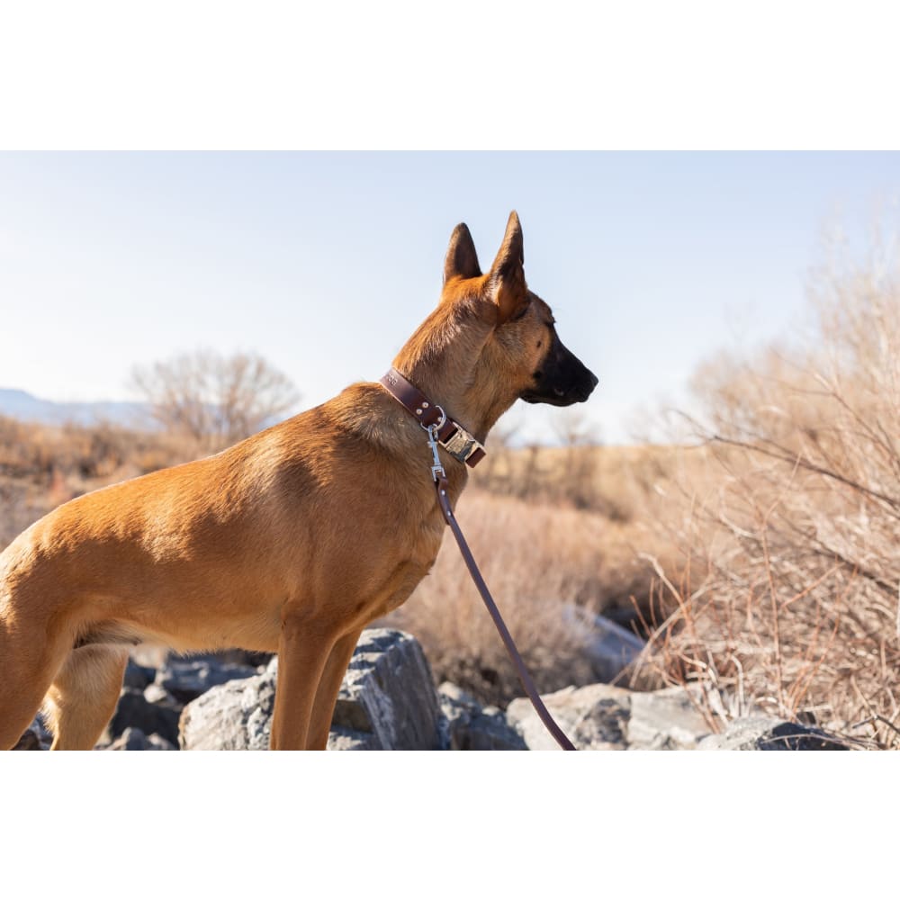 Modern Style Chocolate Leather Leash - Dog Leash - Euro