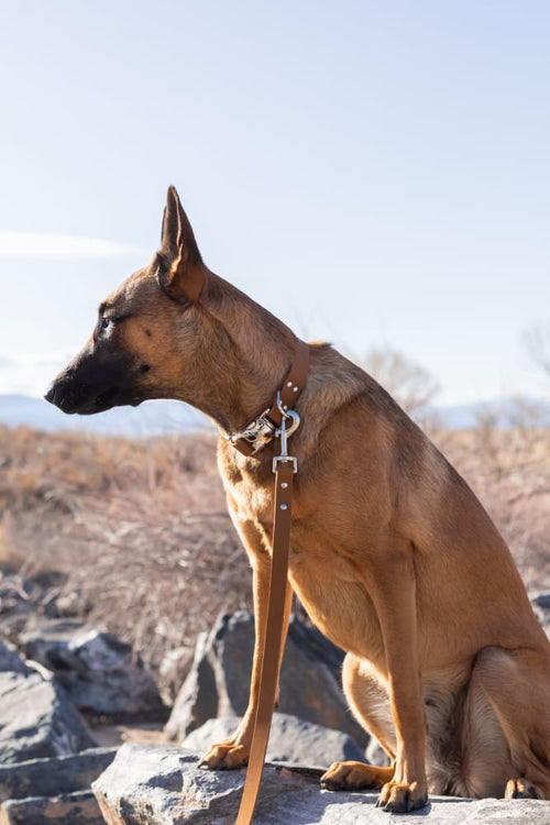Modern Style Earth Brown Leather Leash - Dog Leash - Euro