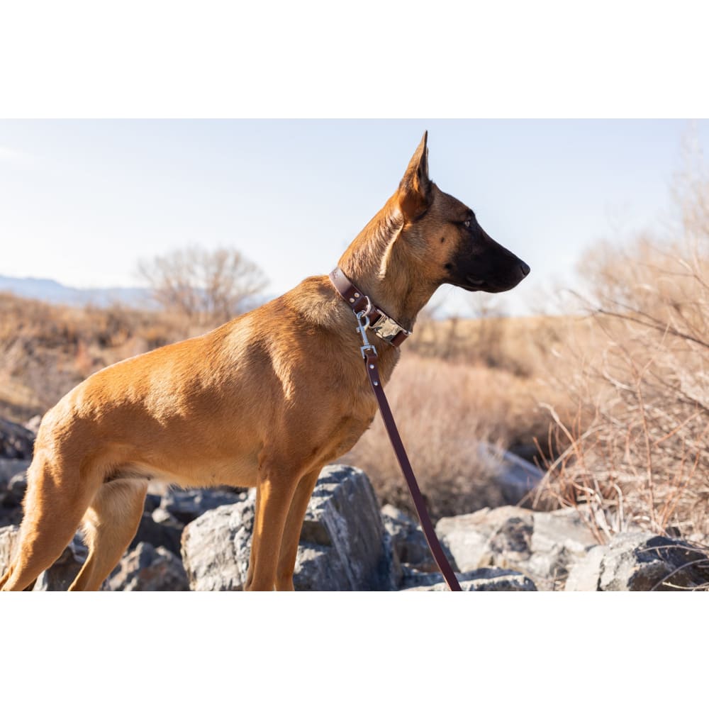 Modern Style Quick-Release Chocolate Leather Dog Collar