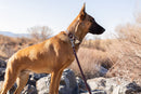 Modern Style Quick-Release Chocolate Leather Dog Collar