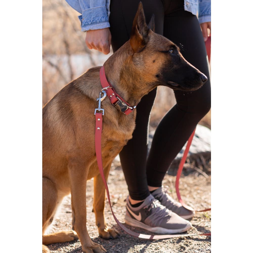 Modern Style Quick-Release Coral Reef Leather Dog Collar