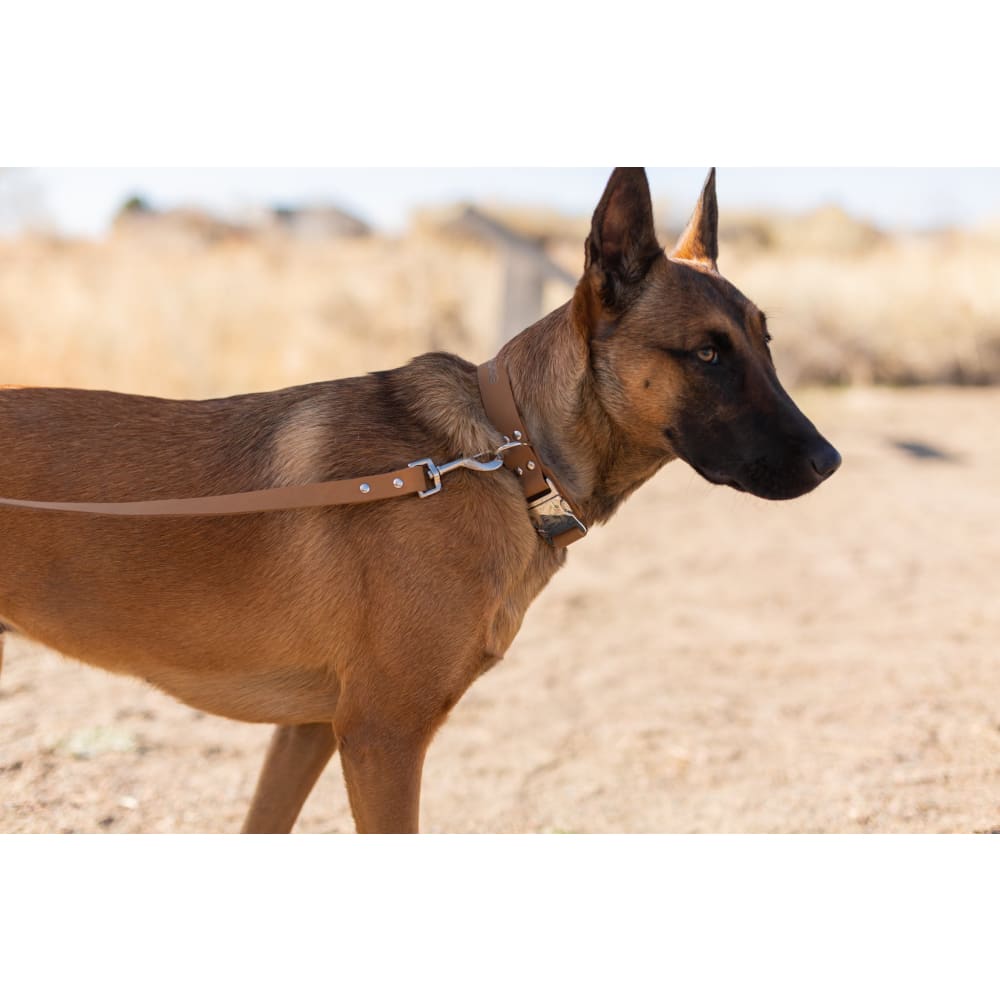 Modern Style Quick-Release Khaki Leather Dog Collar - Dog