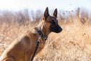 Modern Style Quick-Release Midnight Black Leather Dog