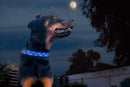 Moonbeam Beaded Dog Collar - Dog Collars - Maasai