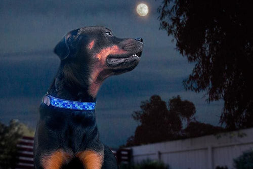 Moonbeam Beaded Dog Collar - Dog Collars - Maasai