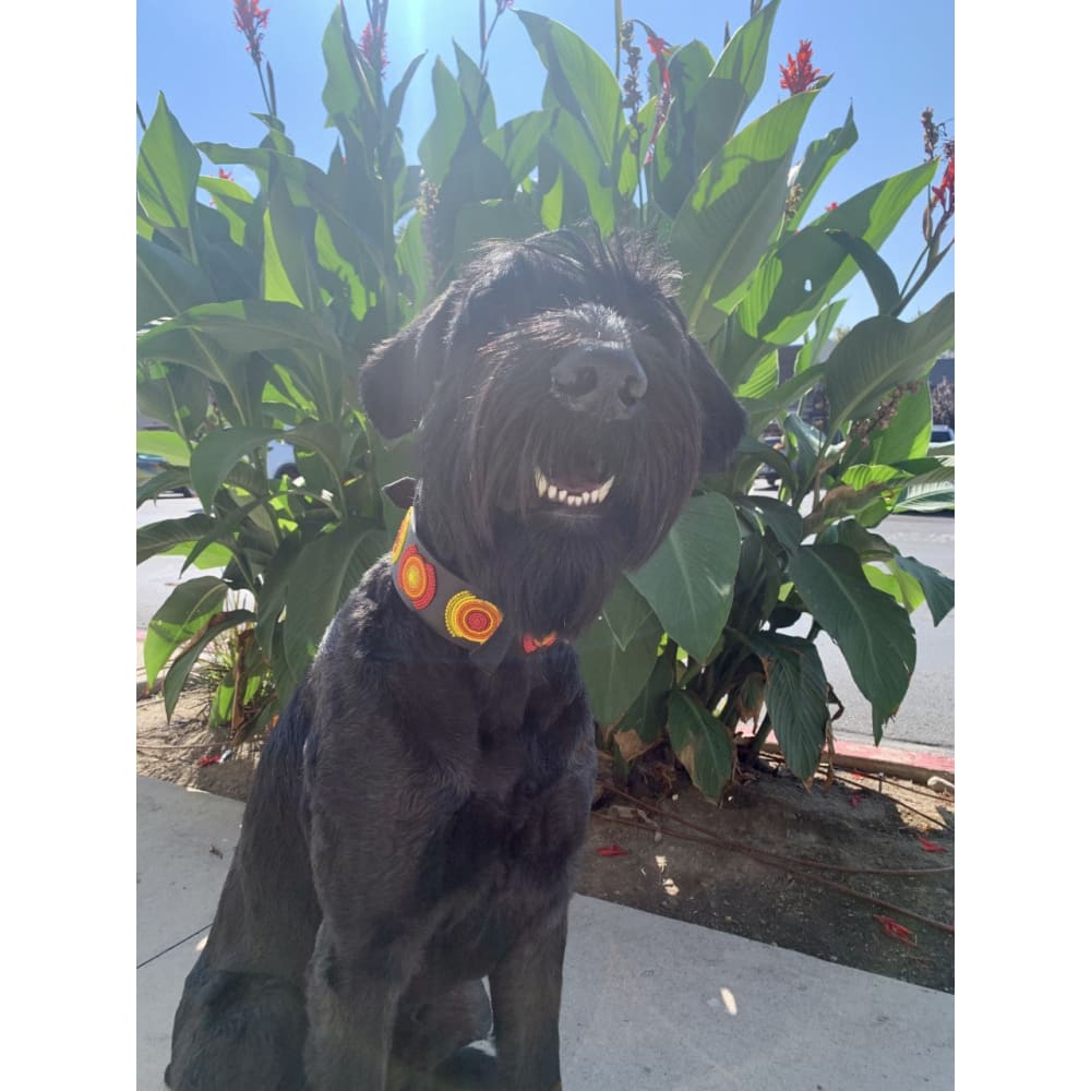 Morocco Beaded Dog Collar - Dog Collars - Maasai