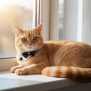 Reflective Cat Collar with Bow & Bell - Cat Collars