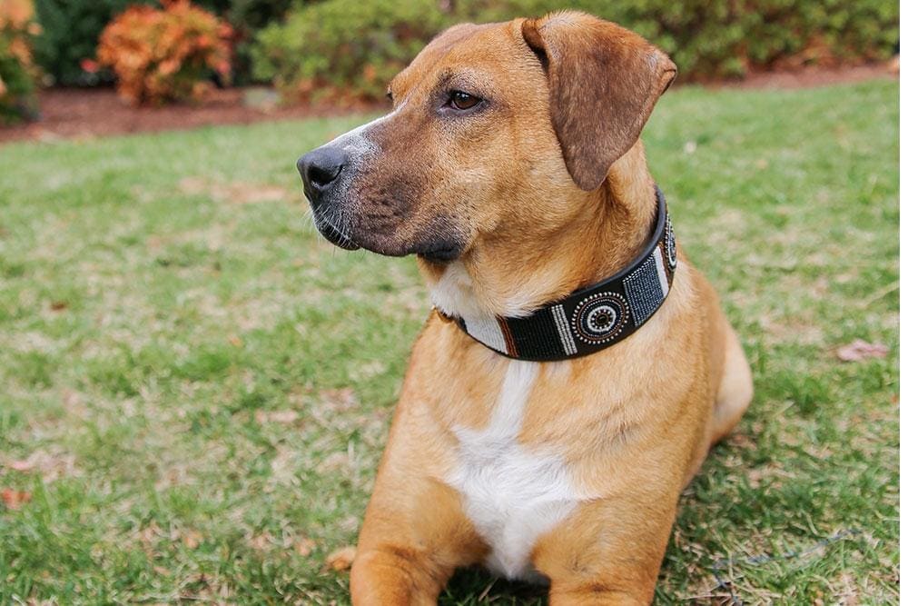 Oryx Beaded Dog Collar