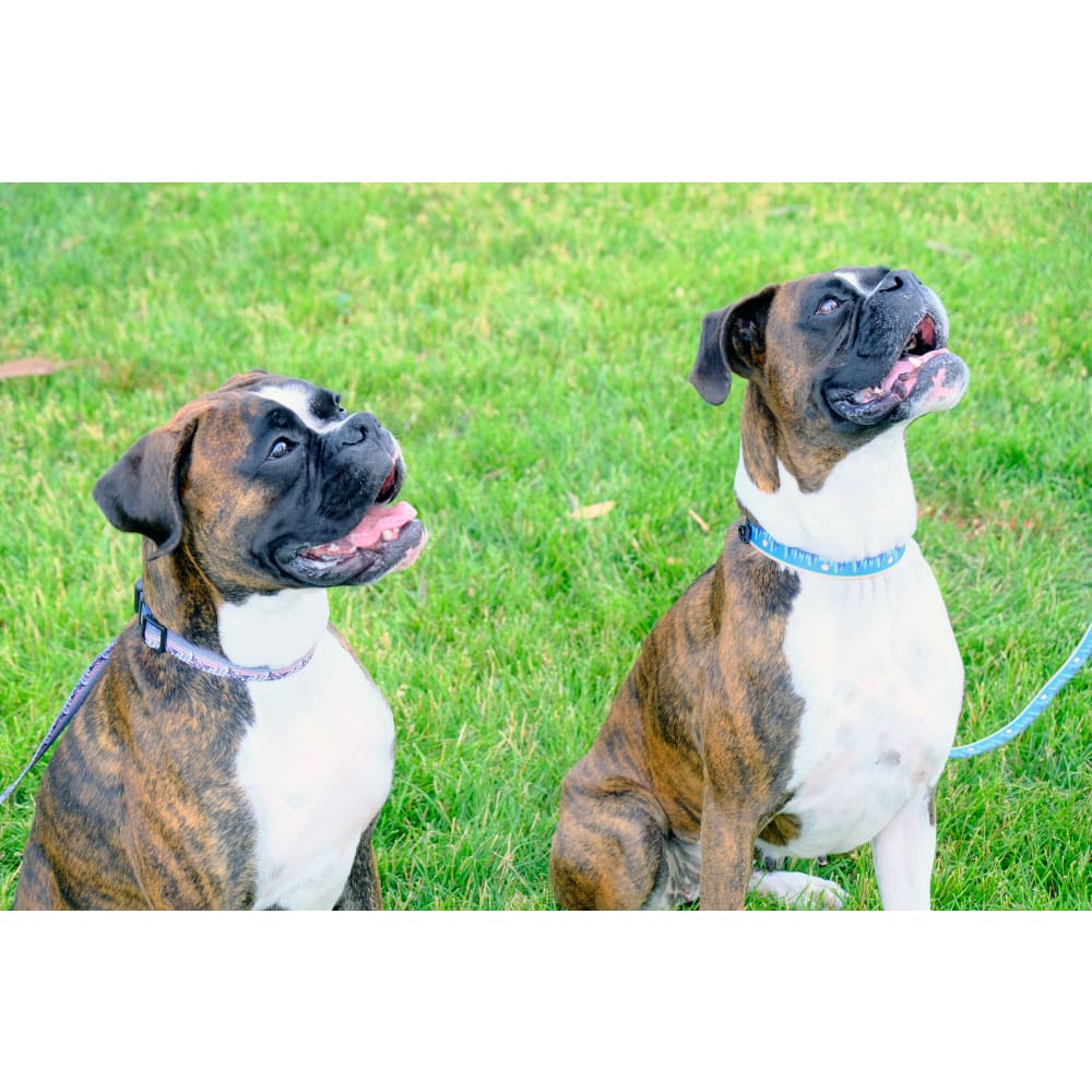 Outdoor Style Cactus Cream Nylon Dog Collar - Dog Collars