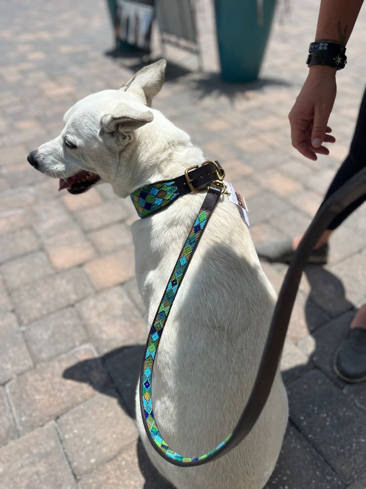 Peacock Argyle Beaded Dog Collar - Dog Collars - Maasai