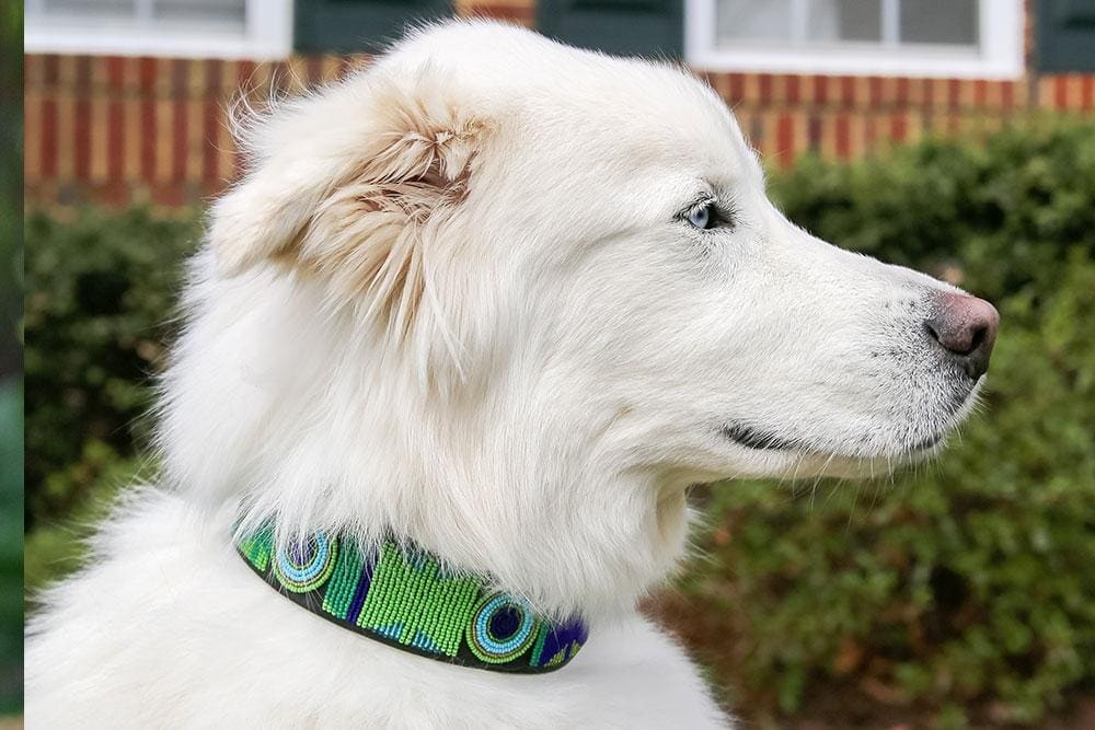 Peacock Beaded Dog Collar - Dog Collars - Maasai