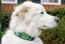 Peacock Beaded Dog Collar - Dog Collars - Maasai