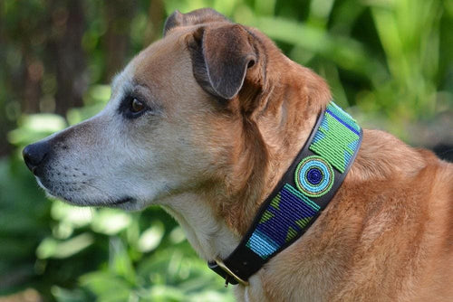 Peacock Beaded Dog Collar - Dog Collars - Maasai