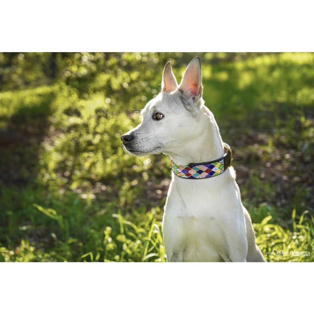 Posey Argyle Beaded Dog Collar - Dog Collars - Maasai