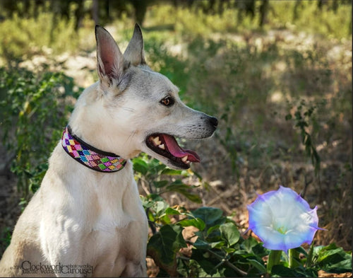 Posey Argyle Beaded Dog Collar - Dog Collars - Maasai