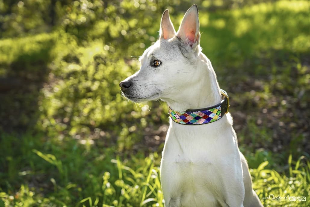 Posey Argyle Beaded Dog Collar - Dog Collars - Maasai