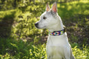Posey Argyle Beaded Dog Collar - Dog Collars - Maasai