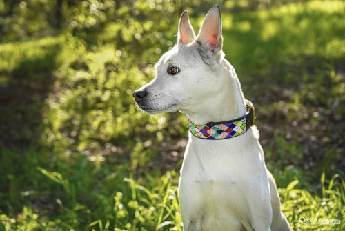 Posey Argyle Beaded Dog Collar - Dog Collars - Maasai