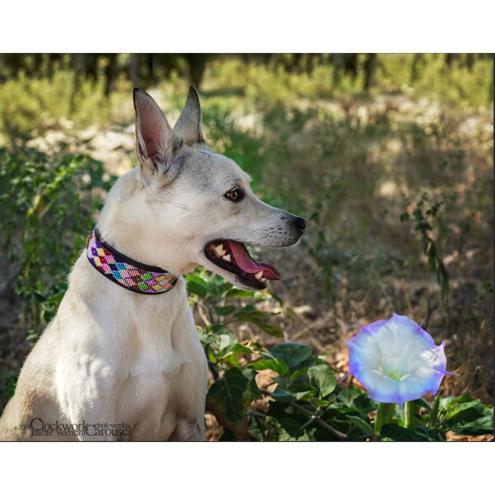 Posey Argyle Beaded Dog Collar - Dog Collars - Maasai