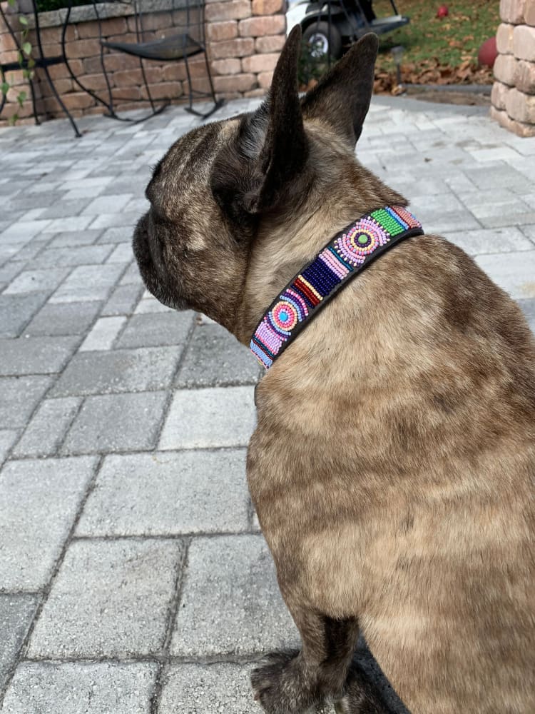 Posey Beaded Dog Collar - Dog Collars - Maasai