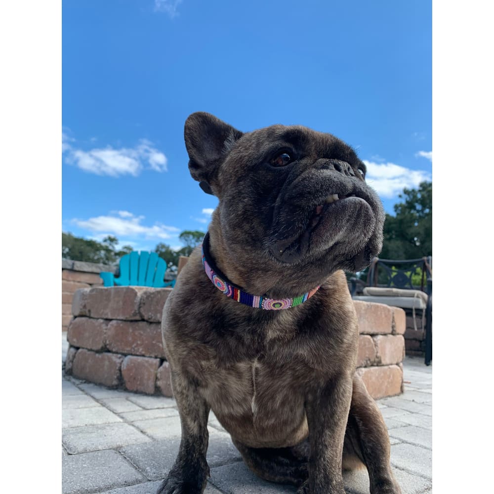 Posey Beaded Dog Collar - Dog Collars - Maasai