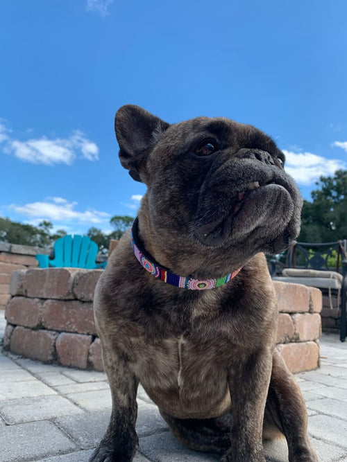 Posey Beaded Dog Collar - Dog Collars - Maasai