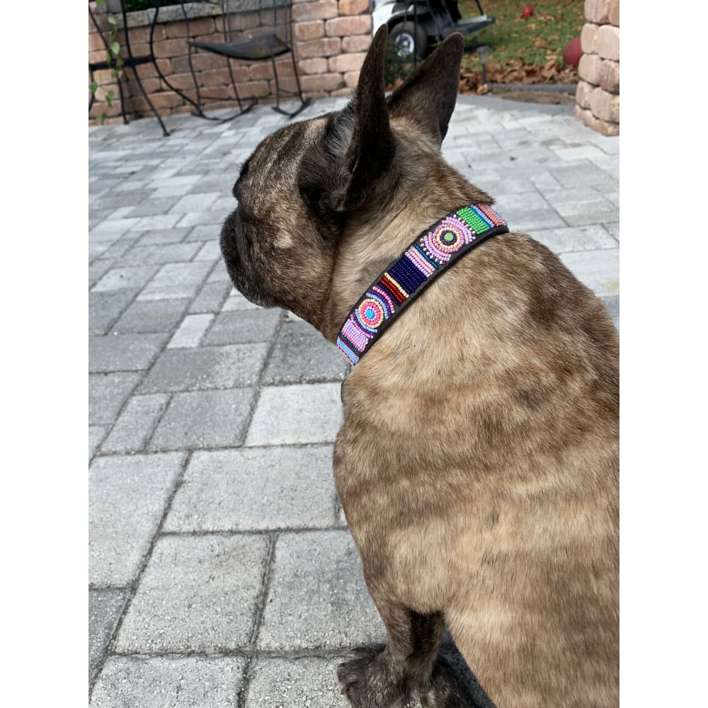 Posey Beaded Dog Collar - Dog Collars - Maasai
