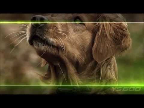 Dogtra YS600 Bark Control Collar