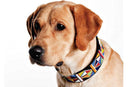 Primary Beaded Dog Collar - Dog Collars - Maasai