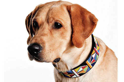Primary Beaded Dog Collar - Dog Collars - Maasai