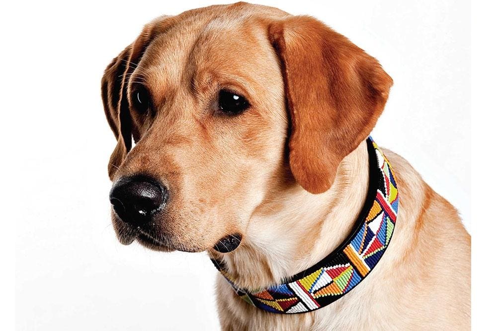 Primary Beaded Dog Collar - Dog Collars - Maasai