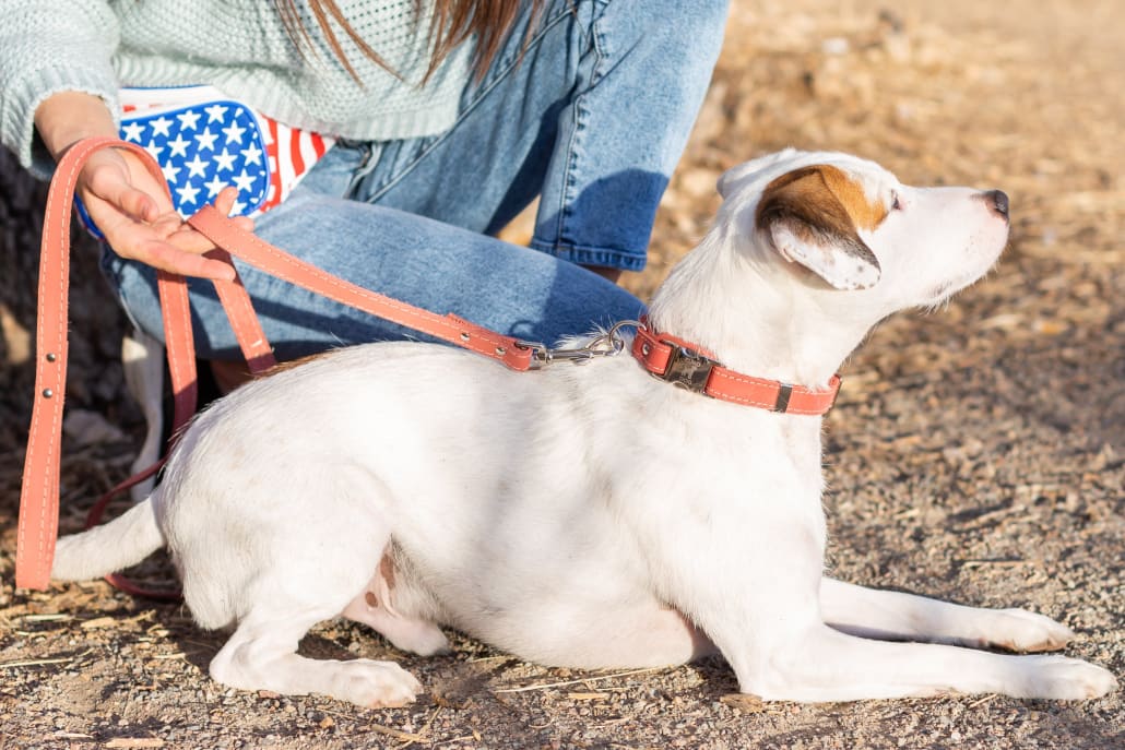 Quick-Release Style Leather Collar and Leash Set - Dog