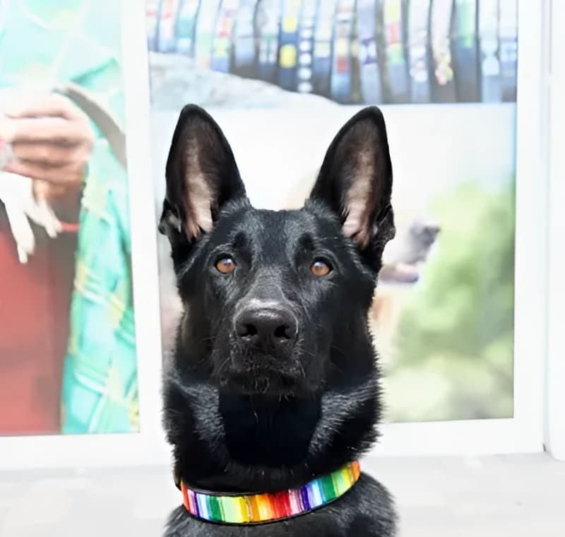Rainbow Beaded Dog Collar - Dog Collars - Maasai