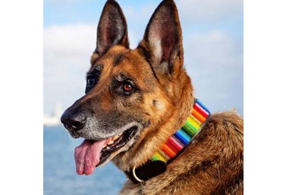 Rainbow Beaded Dog Collar