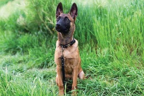 Rolled Style Black Leather Quick-Release Dog Collar - Dog