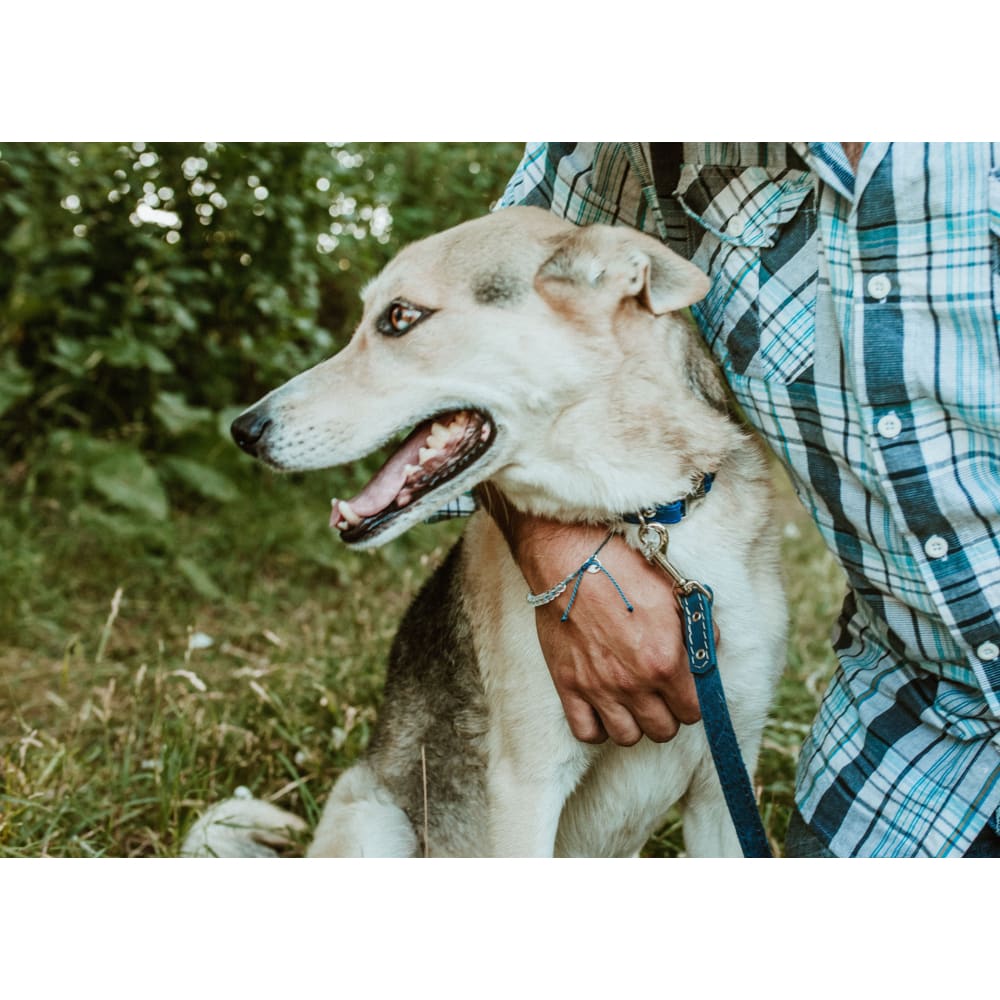 Rolled Style Blue Leather Quick-Release Dog Collar - Dog