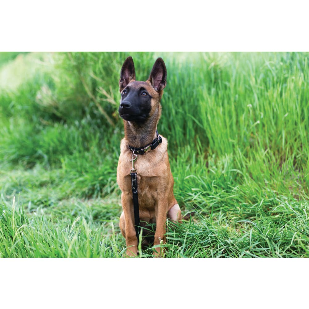 Rolled Style Red Leather Quick-Release Dog Collar - Dog