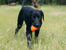 Ruff Dawg Football Dog Toy - Toss and Retrieve Dog Toy