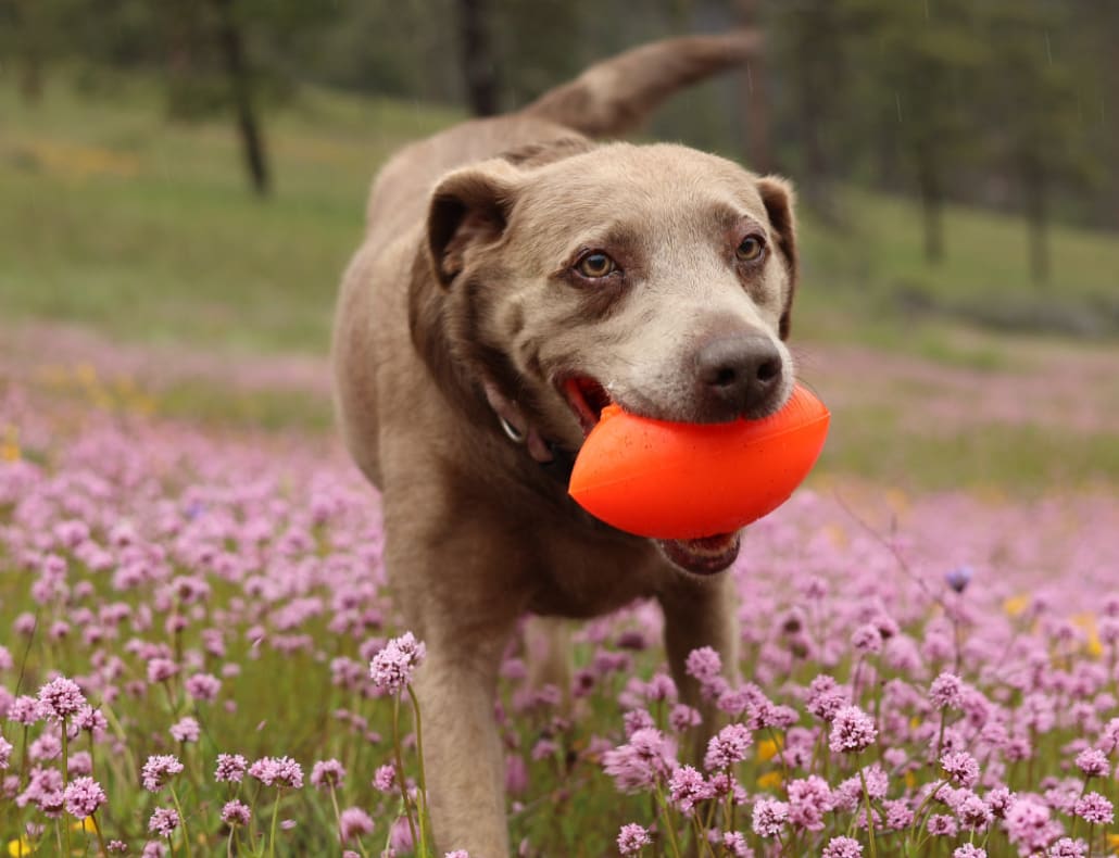 Ruff Dawg Football Dog Toy - Toss and Retrieve Dog Toy