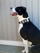 Shades of Grey Beaded Dog Collar - Dog Collars - Maasai