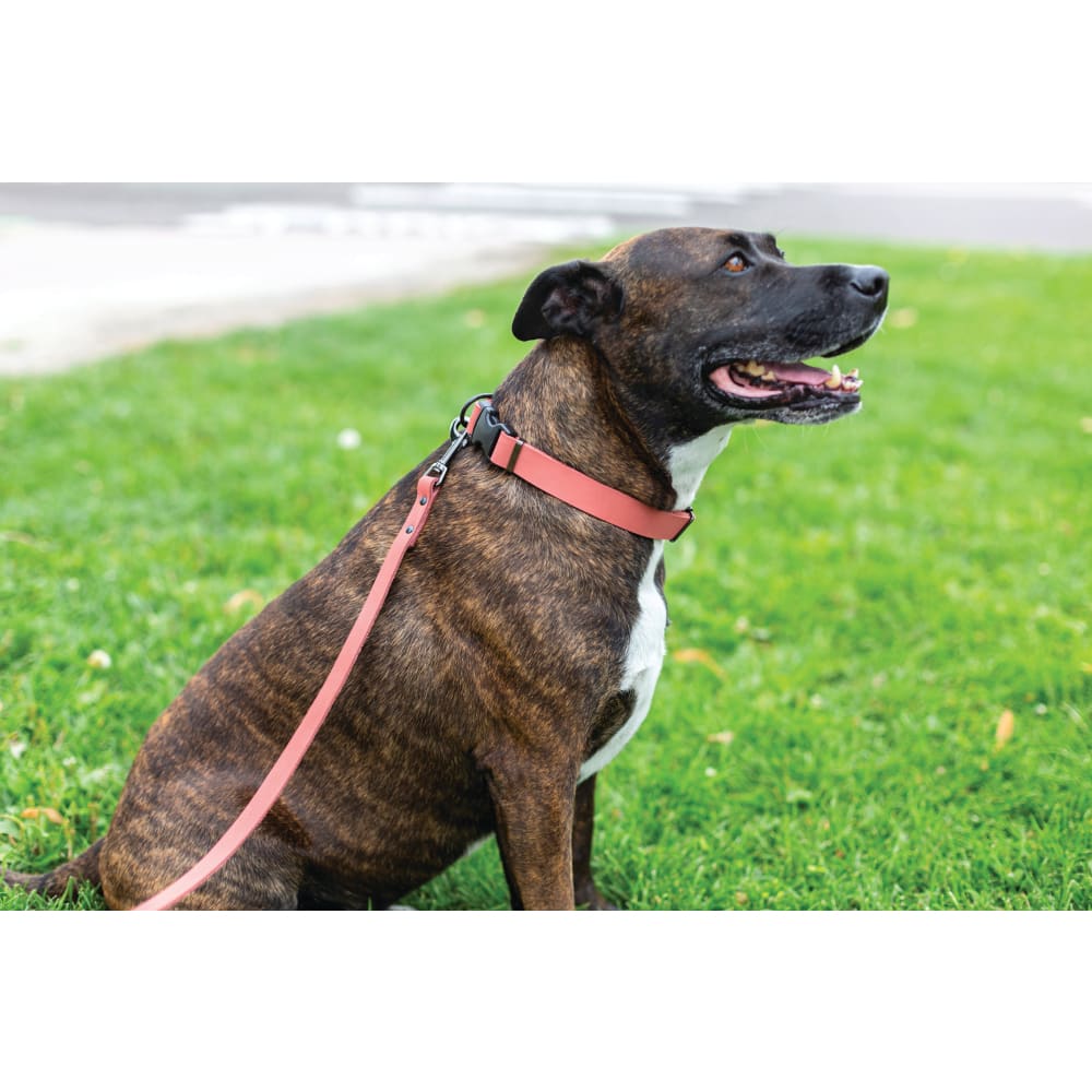 Sport Style Coral Reef Leather Dog Collar - Dog Collars